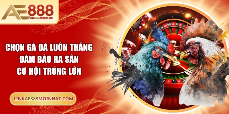 Chọn gà đá luôn thắng